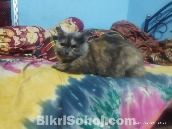 Parsian Cat Triple Coat